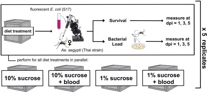 Indices measuring triatomine prevention practices related to (A) rodent