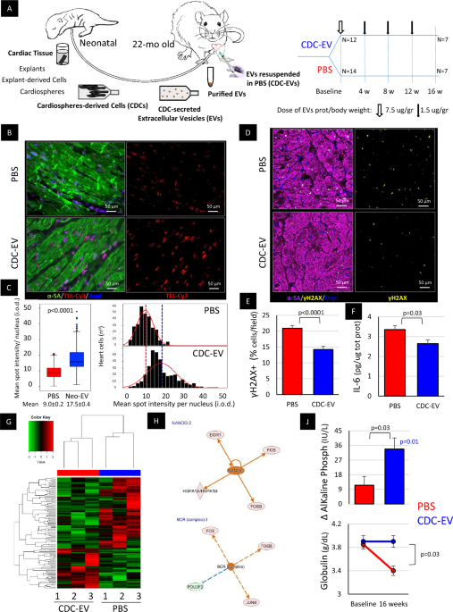Rejuvenating effects of young extracellular vesicles in aged rats and ... - Nature.com
