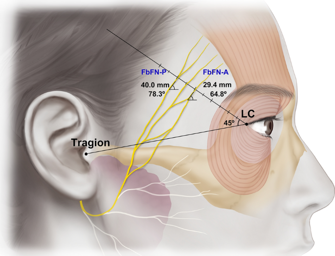 Branches of Mandibular Nerve - From the Trunk & Anterior division