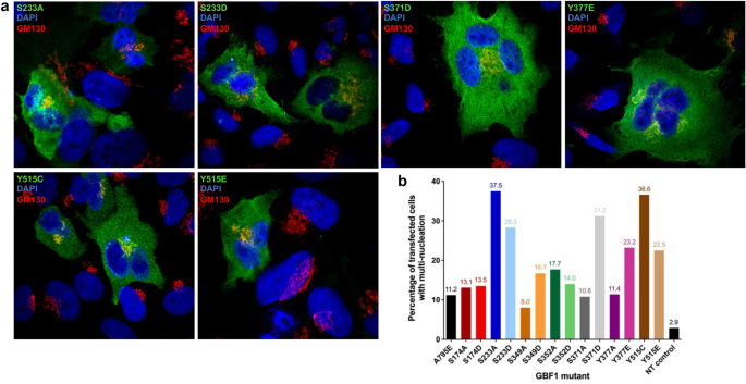 Site-specific phosphorylations of the Arf activator GBF1 differentially  regulate GBF1 function in Golgi homeostasis and secretion versus  cytokinesis