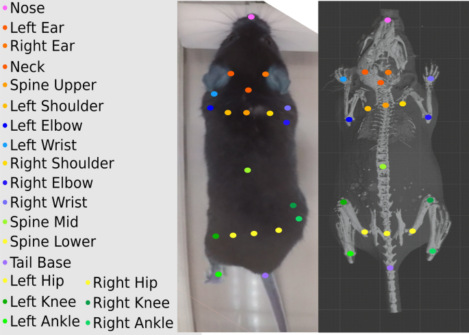 a 3D imaging of mouse pose dynamics. MoSeq uses depth cameras to image