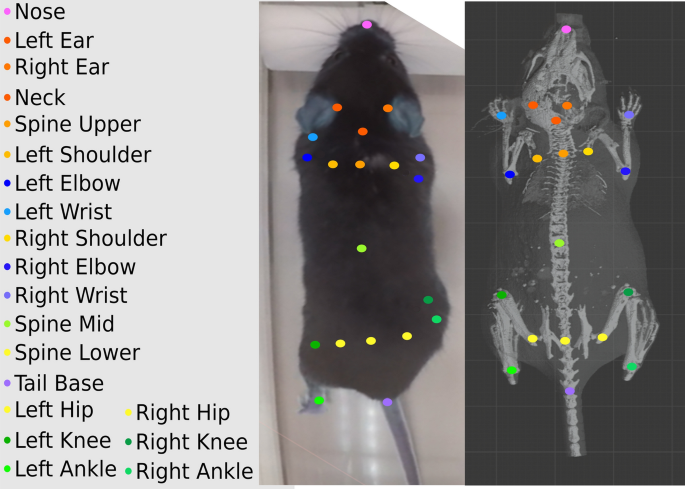 3D mouse pose from single-view video and a new dataset