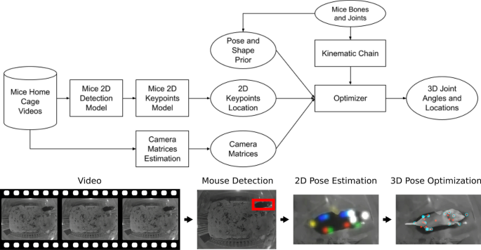 3D pose estimation enables virtual head fixation in freely moving rats -  ScienceDirect