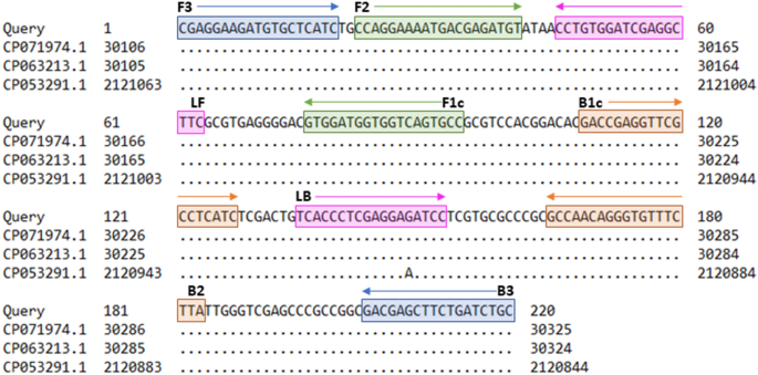 Identification of the novel potential pathogen trueperella pecoris with interspecies significance by lamp diagnostics