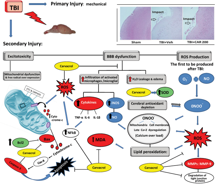 which amino acids make glutathione Glutathione Metabolism - an overview