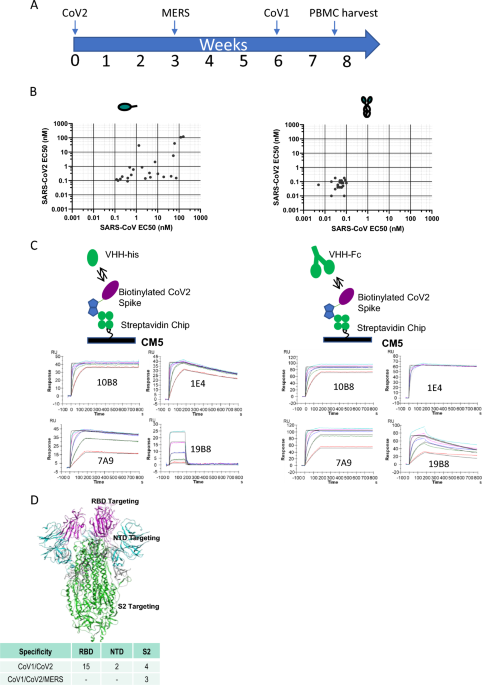 Discovery and multimerization of cross-reactive single-domain ... - Nature.com