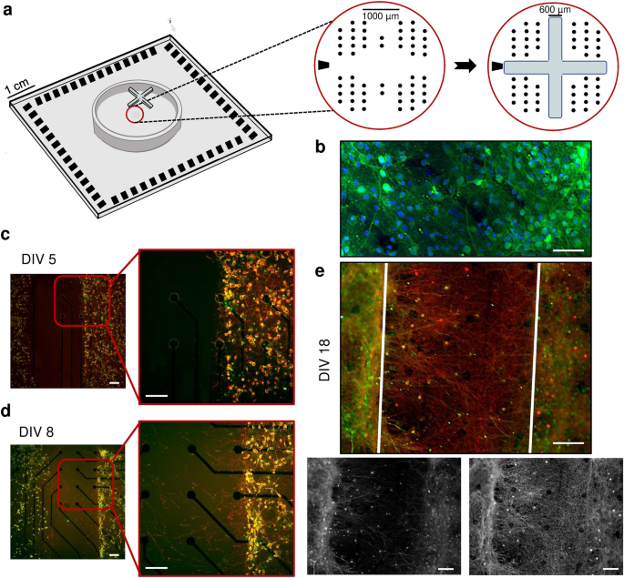 Multiple neuron clusters on Micro-Electrode Arrays as an in vitro 