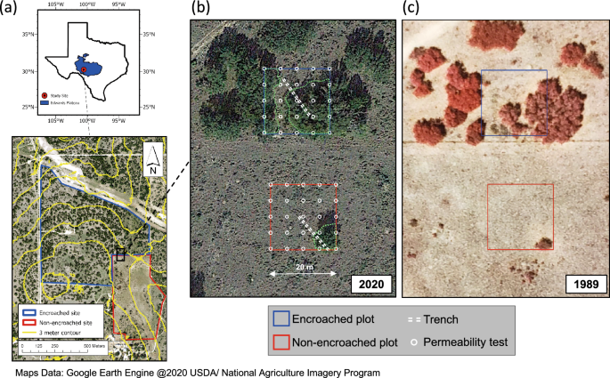 Woody plant encroachment modifies carbonate bedrock: field evidence for enhanced weathering and permeability