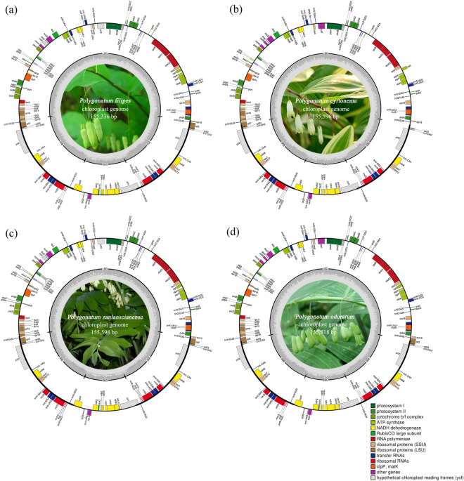 Comparative chloroplast genome analysis of four Polygonatum ... - Nature.com