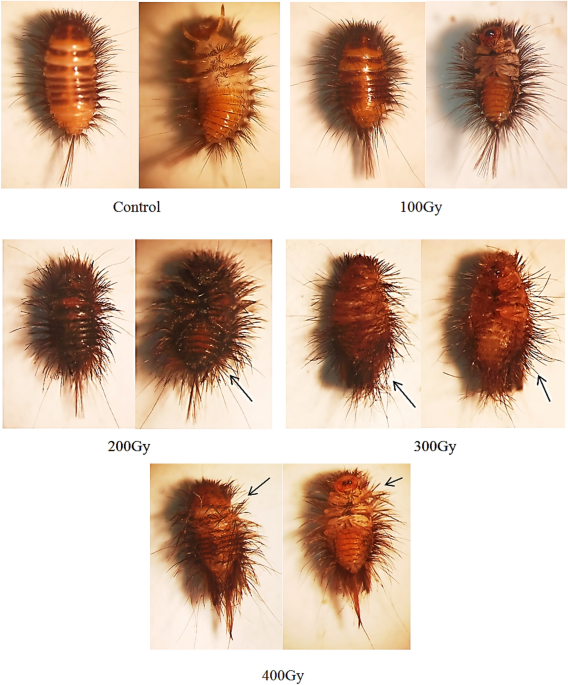 The Lethal And Sterile Doses Of Gamma Radiation On Museums Pest Varied Carpet Beetle Anthrenus Verbasci Coleoptera Dermestidae Scientific Reports