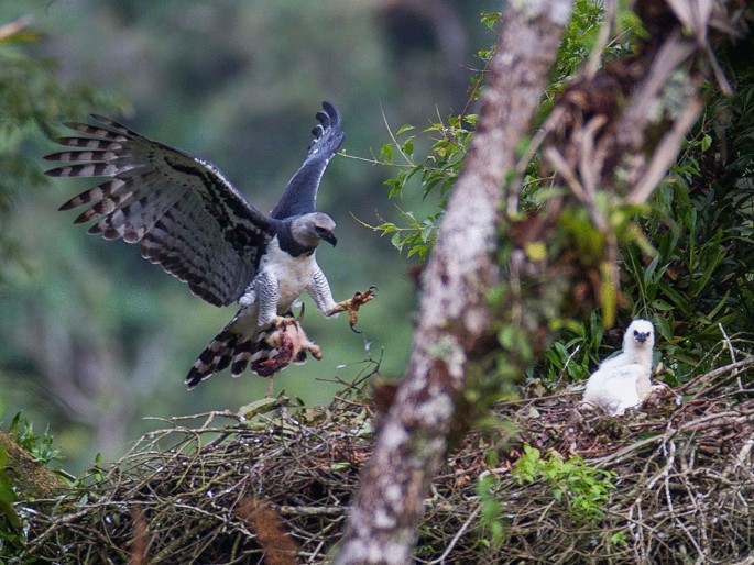 The prey of the Harpy Eagle in its last reproductive refuges in the  Atlantic Forest