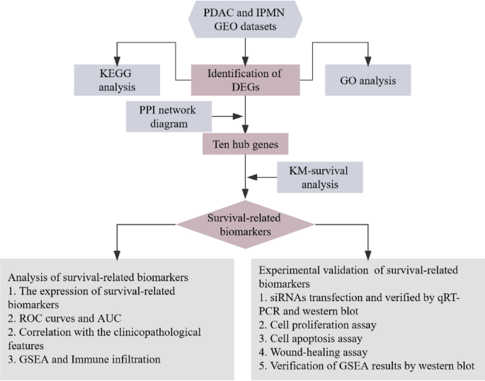 Sdc1 and itga2 as novel prognostic biomarkers for pdac related to ipmn