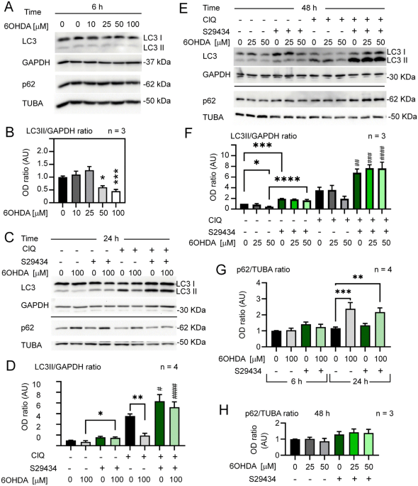 Autophagy and neuroprotection in astrocytes exposed to 6-hydroxydopamine is negatively regulated by nqo2: relevance to parkinson’s disease