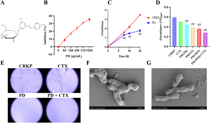 Enhancing the capability of Klebsiella pneumoniae to produce 1,  3‐propanediol by overexpression and regulation through CRISPR‐dCas9 - Wang  - 2022 - Microbial Biotechnology - Wiley Online Library