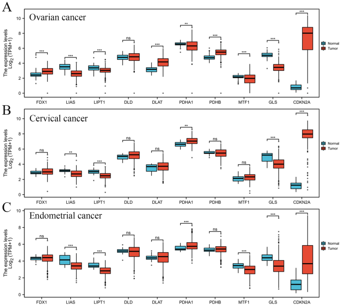The effect of cuproptosis-relevant genes on the immune infiltration and metabolism of gynecological 