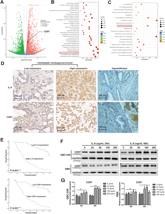 IL-8 is a novel prometastatic chemokine in intrahepatic cholangiocarcinoma that induces CXCR2-PI3K/AKT signaling upon CD97 activation