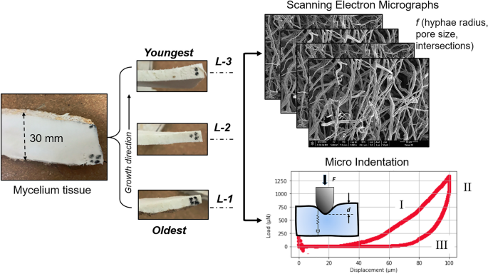 Gradient porous structures of mycelium: a quantitative structure ... - Nature.com