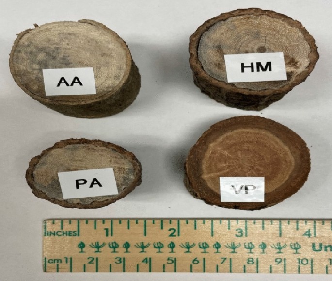 Physicochemical Characterization of Woody Lignocellulosic Biomass 
