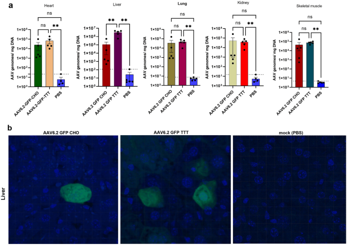 Engineered CHO cells as a novel AAV production platform for gene therapy  delivery
