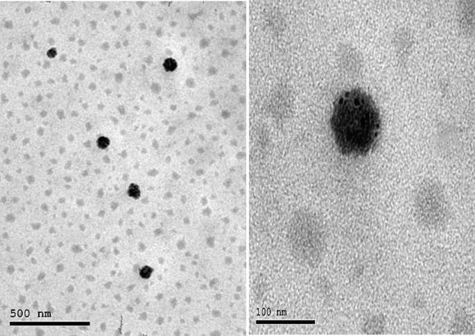 Assessment of the therapeutic potential of lutein and beta-carotene  nanodispersions in a rat model of fibromyalgia | Scientific Reports