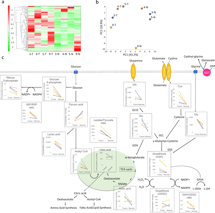 Characterization of a fluorescence imaging probe that exploits metabolic  dependency of ovarian clear cell carcinoma | Scientific Reports