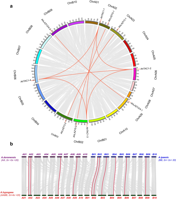 Genome-wide identification of peanut IGT family genes and their potential  roles in the development of plant architecture