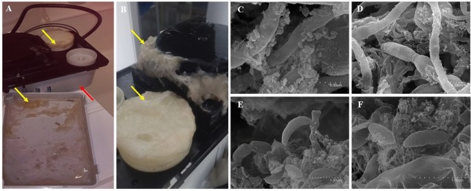 A Laboratory Ice Machine As A Cold Oligotrophic Artificial.