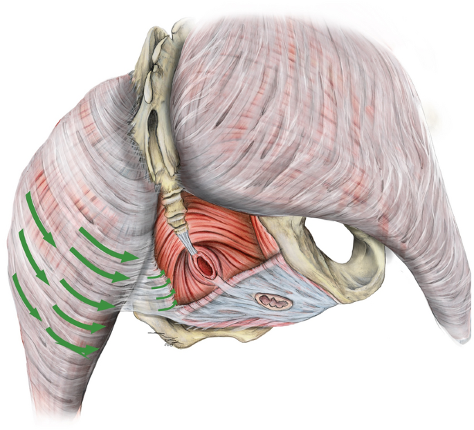 On a potential morpho-mechanical link between the gluteus maximus