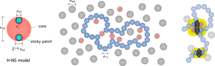 Modeling the compaction of bacterial chromosomes by biomolecular crowding and the cross-linking protein h-ns