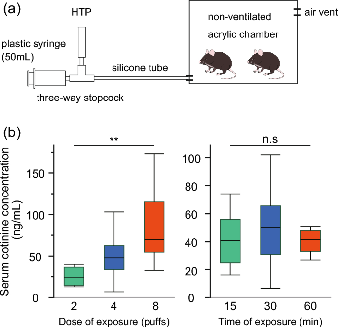 heated tobacco health effects The long-term effects of heated tobacco product exposure on the central  nervous system in a mouse model of prodromal Alzheimer's disease