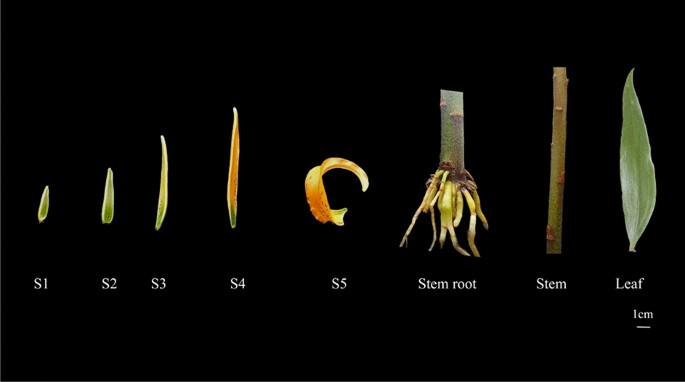Screening and validation of optimal mirna reference genes in different developing stages and tissues of lilium henryi baker