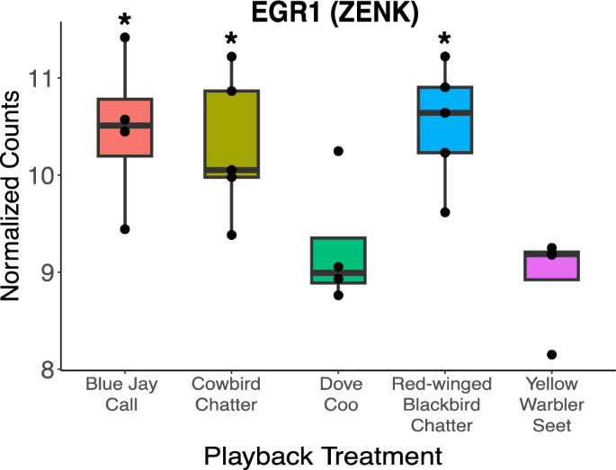 Men Strap Costume Red