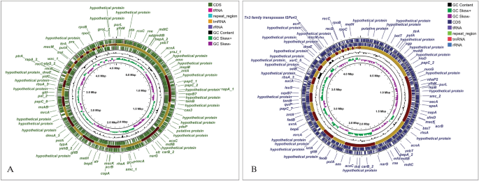 Genomic landscape of NDM-1 producing multidrug-resistant 