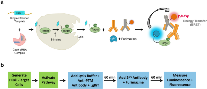 Monitoring phosphorylation and acetylation of crispr-mediated hibit-tagged endogenous proteins