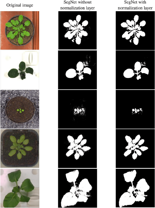 A CNN-based model to count the leaves of rosette plants (LC-Net) |  Scientific Reports
