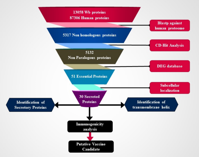 Identification and prioritisation of potential vaccine candidates using  subtractive proteomics and designing of a multi-epitope vaccine against  Wuchereria bancrofti
