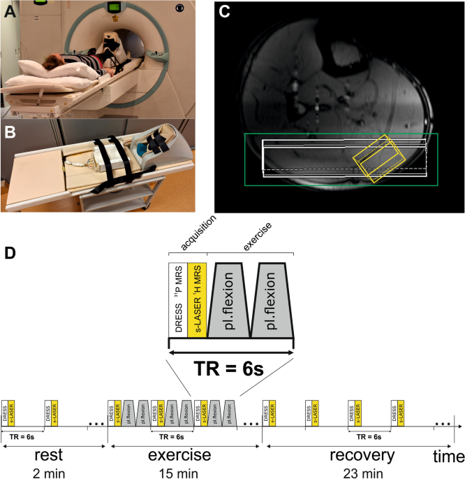 Correlation between skeletal muscle acetylcarnitine and phosphocreatine  metabolism during submaximal exercise and recovery: interleaved 1H/31P MRS  7 T study