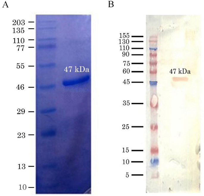 Immunological mechanisms of the nucleocapsid protein in COVID-19