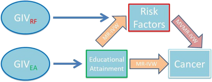 Exploring the contribution of lifestyle to the impact of education on the risk of cancer through mendelian randomization analysis