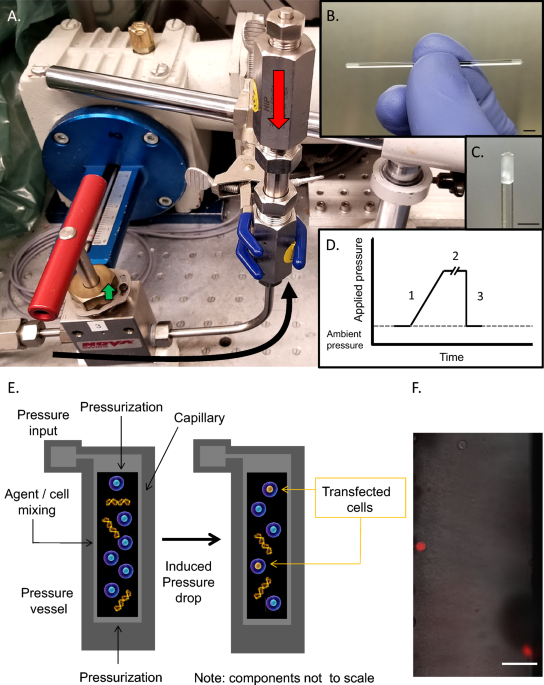 Cellular transfection using rapid decrease in hydrostatic pressure