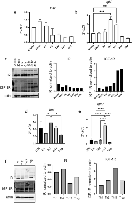 Insulin and IGF-1 have both overlapping and distinct effects on CD4+ T cell  mitochondria, metabolism, and function | Scientific Reports