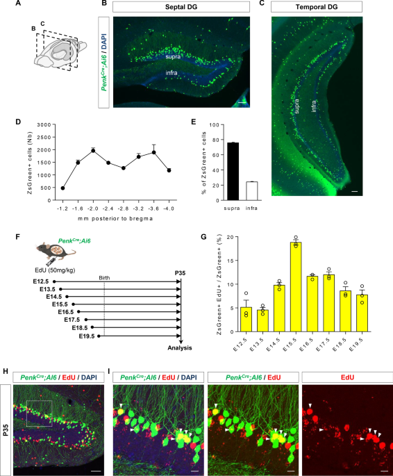 Genetic labeling of embryonically-born dentate granule neurons in young mice using the PenkCre mouse line
