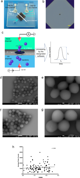 Using novel micropore technology combined with artificial intelligence to differentiate Staphylococcus aureus and Staphylococcus epidermidis