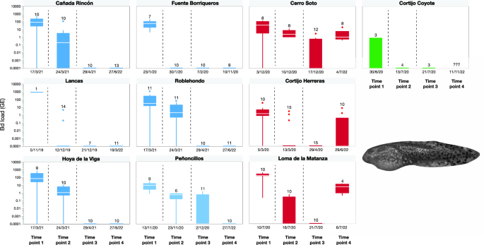 Chemical disinfection as a simple and reliable method to control the amphibian chytrid fungus at breeding points of endangered amphibians