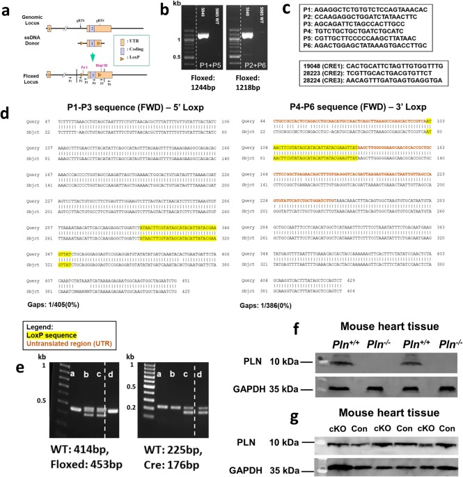 A novel role for phospholamban in the thalamic reticular nucleus