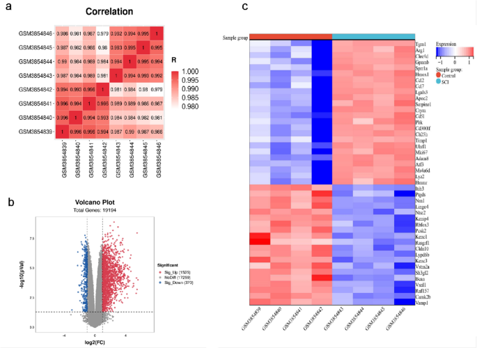 Identification of key autophagy-related genes and pathways in spinal cord injury