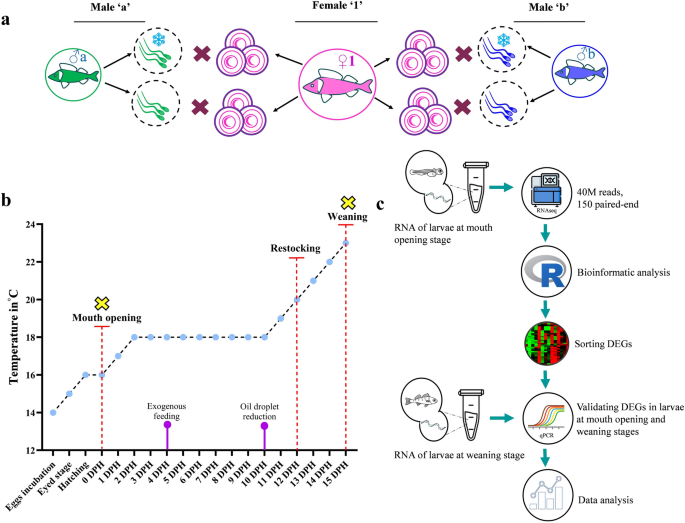 Paternal-effect-genes revealed through sperm cryopreservation in Perca  fluviatilis | Scientific Reports