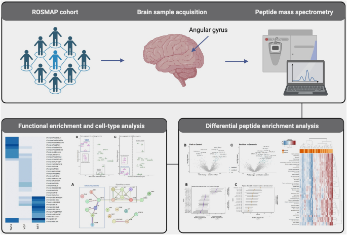 dihexa peptide cognitive enhancement evidence Interrogation of the human cortical peptidome uncovers cell-type specific signatures of resilience against Alzheimer's disease Dihexa: A Comprehensive Guide to