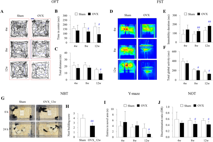 Linking alterations in estrogen receptor expression to memory deficits and  depressive behavior in an ovariectomy mouse model