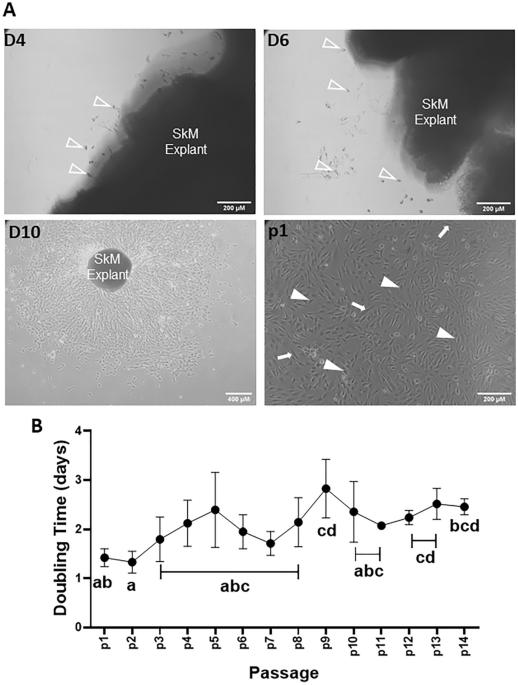 Derivation and long-term maintenance of porcine skeletal muscle ...